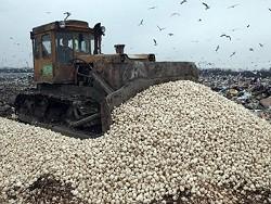 В Ростовской области закатали в грязь более 30 тонн грибов и фруктов