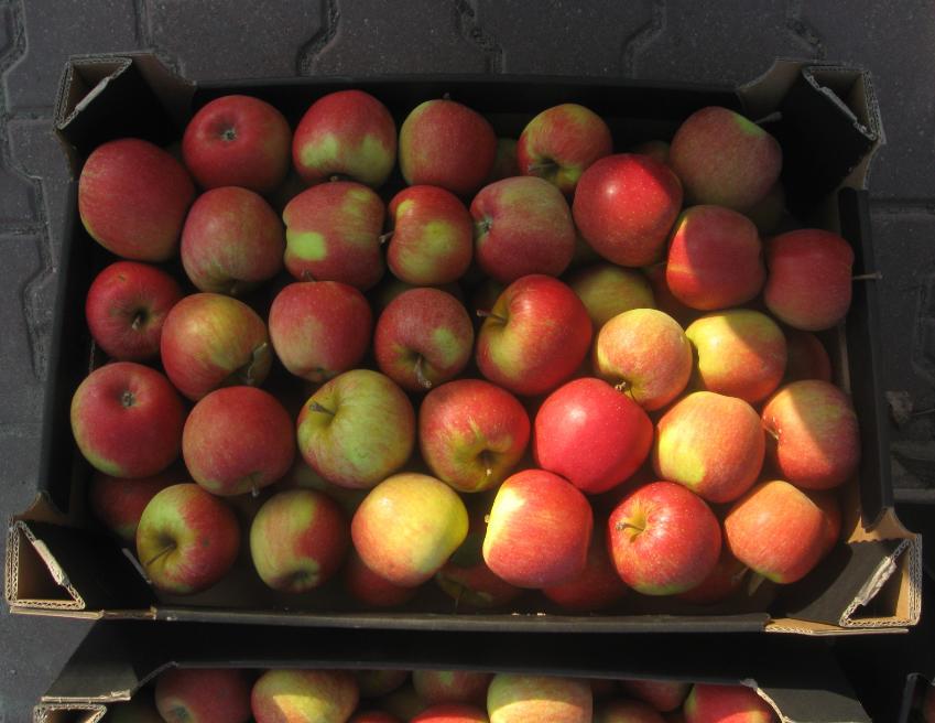 Сто тонн польских яблок похоронены в Смоленской области только за один день