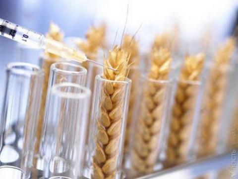 Кардиолог: современная пшеница, это «идеальная хроническая отрава»